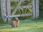 FZ019337 Wild rabbit in morning dew.jpg